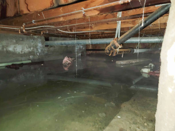 Best Flood damage cleanup  in Joppatowne, MD
